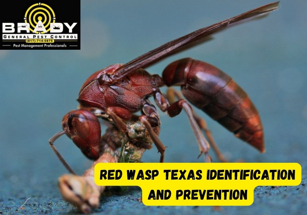 Red Wasp Texas Identification And Prevention! How Do They Impact You?